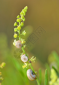 自然界中的群小蜗牛背景图片