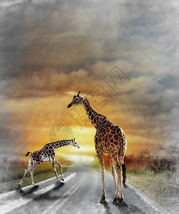 两只长颈鹿路上行走的数码画图片