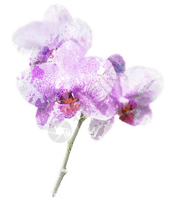 紫兰花的数码画背景图片