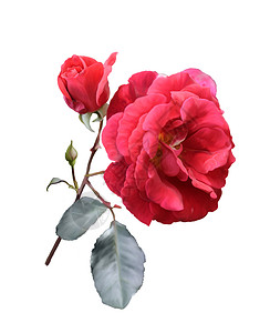 白色背景上红玫瑰的数字绘画图片