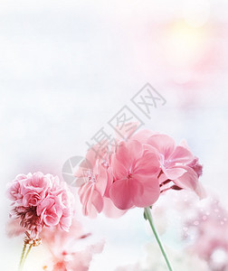 粉红色天竺葵的数字绘画图片