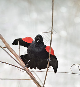 唱红翼黑鸟春天的时候背景图片