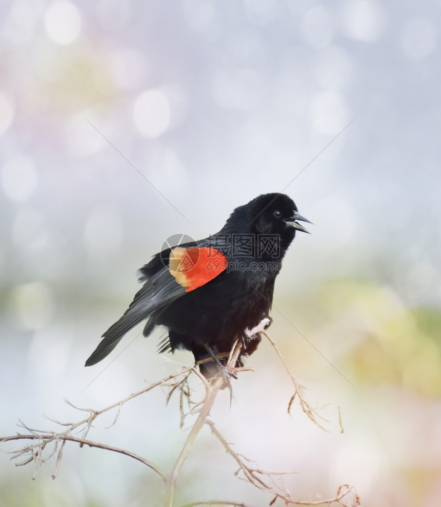 唱红翼黑鸟春天的时候图片