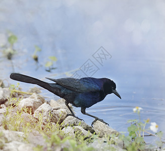 黑鸟雄船尾池塘附近背景图片