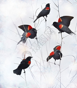 坐树枝上的红翅黑鸟背景图片
