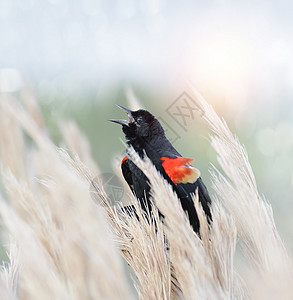 坐草地上的红翅黑鸟背景图片