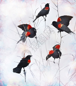 坐树枝上的红色翅膀黑鸟的数字绘画图片