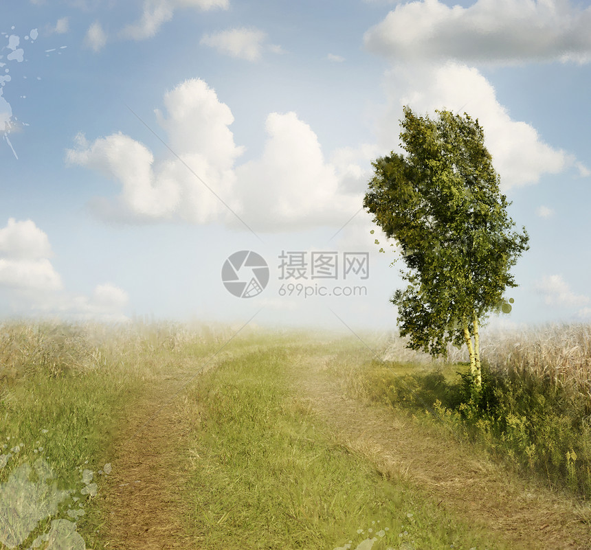 夏季景观与乡村道路桦树图片