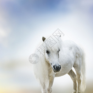 可爱的白色小马的肖像图片
