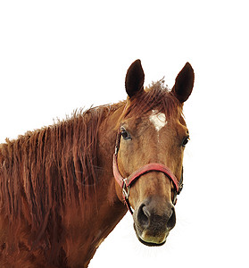 棕色马头的数码画图片