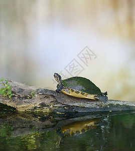 佛罗里达小乌龟原木上图片
