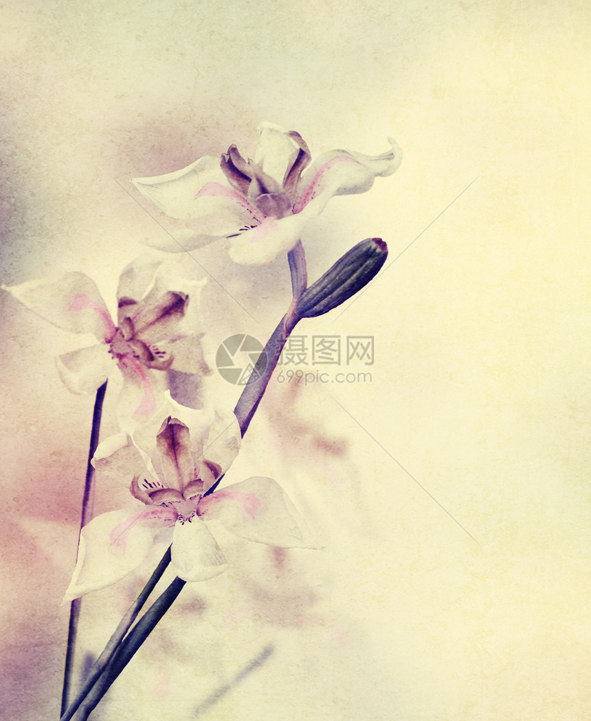 兰花花的优雅形象图片