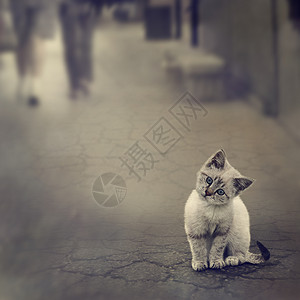 街上的白色小猫图片