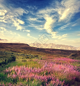 手绘粉红色的山山景带粉红色的花朵盛开背景
