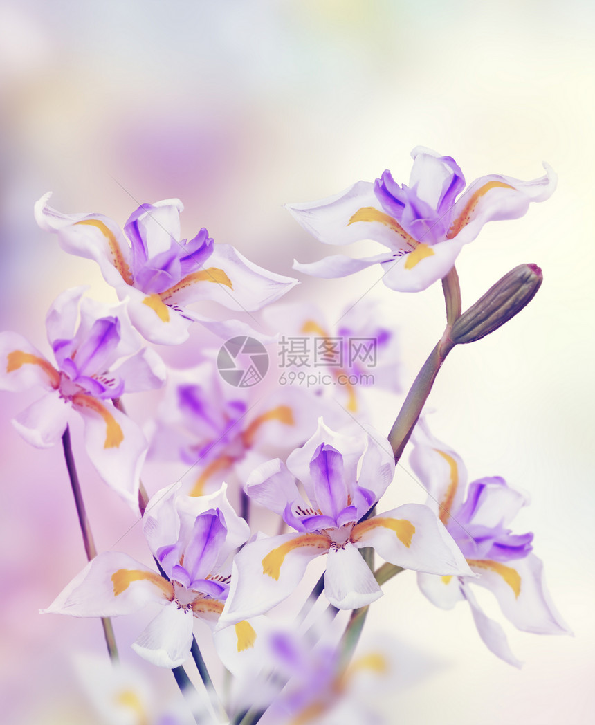 紫色白色的兰花图片