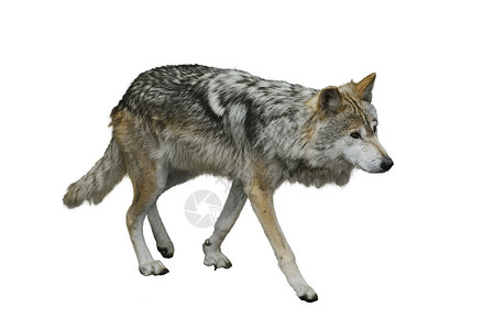 灰狼肖像孤立白色背景上背景图片