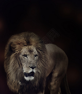 黑暗背景下狮子的肖像图片