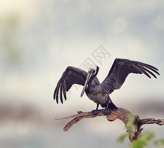 棕色鹈鹕栖息木头上高清图片