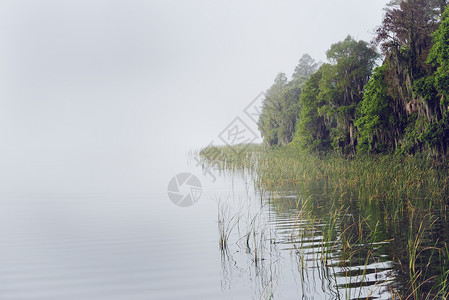 佛罗里达湖雾蒙蒙的早晨图片