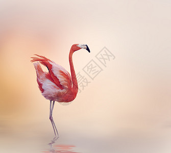 粉红色火烈鸟日落时散步图片