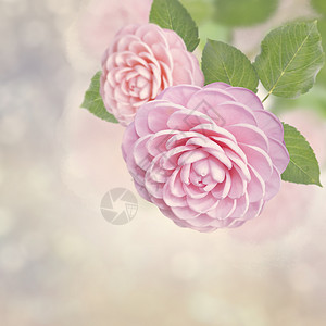美丽的粉红色玫瑰的花朵图片