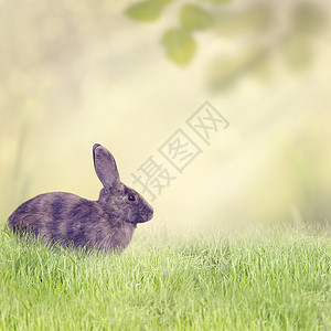 兔子坐草地上图片