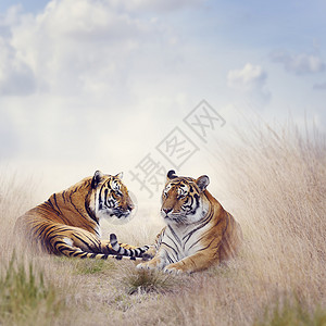 两只老虎片高高的草地上休息背景