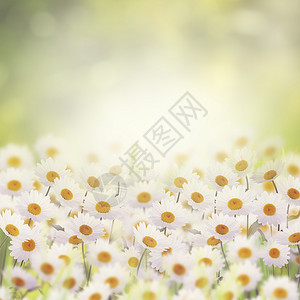 花圃里的白色雏菊图片