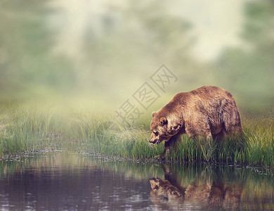 棕色熊池塘附近反射图片