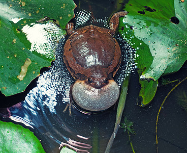 青蛙产卵雄带状牛蛙季节需要个声带膨胀的配偶背景