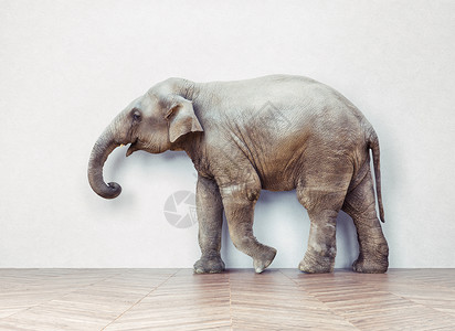 旅行箱小素材大象白墙附近的房间里平静下来创造的背景
