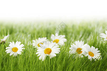 白色雏菊花绿色的草地上隔离白色的背景上绿色草地上的白色雏菊花图片