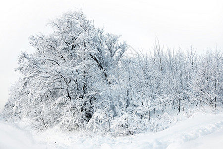冬天的森林,树上雪锄头冬天的森林里雪图片