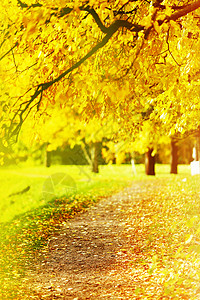 阳光明媚的日子里,秋天公园里五颜六色的树叶秋天公园里五颜六色的叶子图片