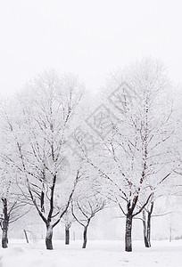 冬天的森林,树上雪锄头冬天的森林里雪图片