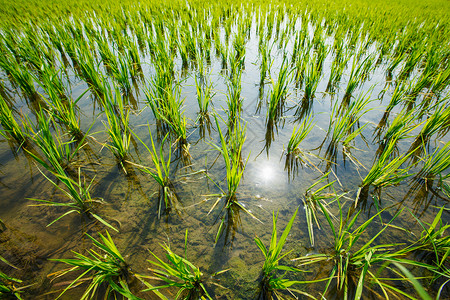 水稻田,印度南部图片