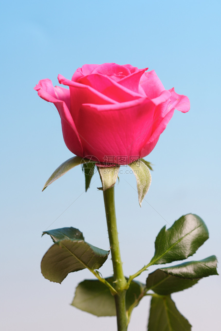 蓝色背景上粉红色玫瑰的特写图片