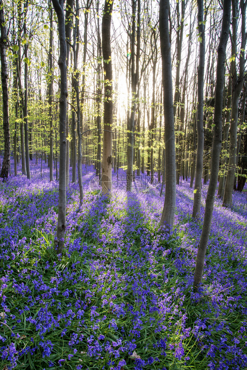 春天蓝铃森林里美丽的早晨图片