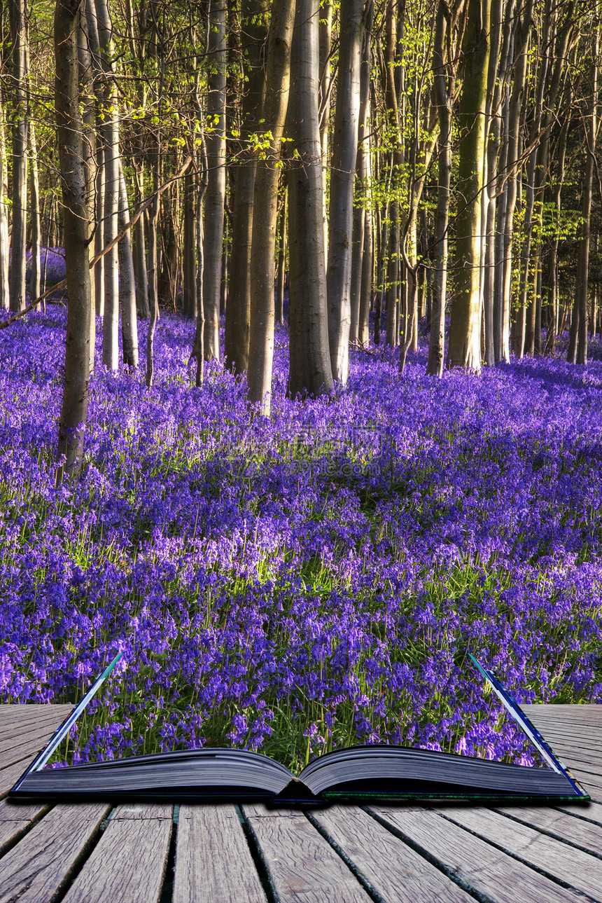 创意意象森林中春天蓝铃的美丽景观图片