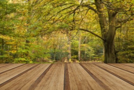 美丽充满活力的金秋秋天森林景观与木制木板地板背景图片