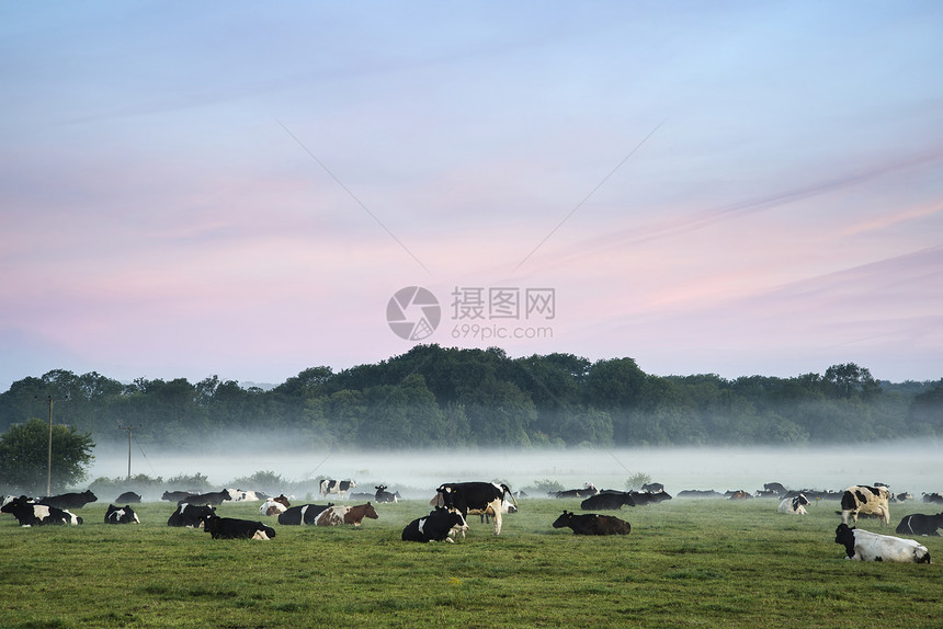 英国乡村雾蒙蒙的日出时,田野里的奶牛图片