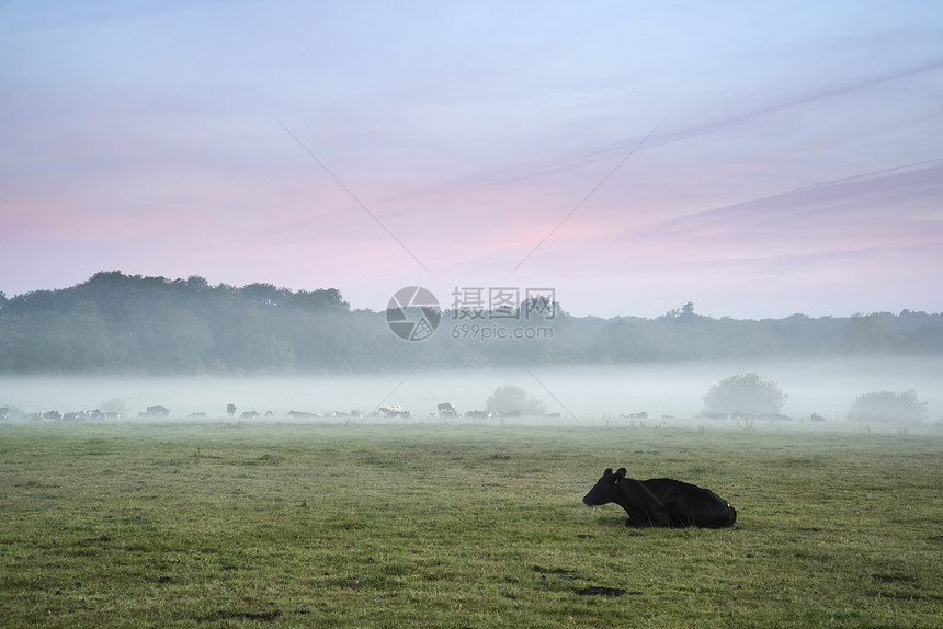 英国乡村雾蒙蒙的日出时,田野里的奶牛图片