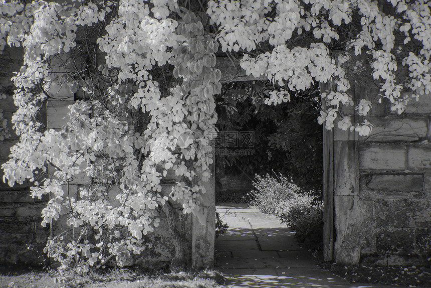 美丽的黑白景观的植物覆盖门口,进入花园的旧破房子图片