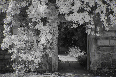 美丽的黑白景观的植物覆盖门口,进入花园的旧破房子图片