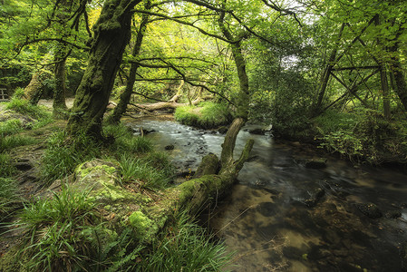 夏季流经郁郁葱葱的绿色森林的河流景观高清图片