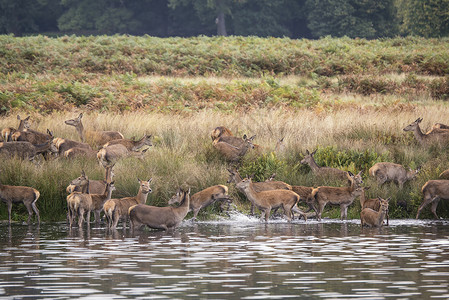 红鹿后宫秋天的被鹿强迫进入湖保护背景图片