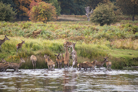 红鹿后宫秋天的被鹿强迫进入湖保护图片