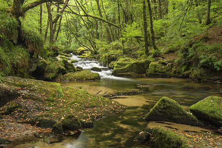 夏季流经郁郁葱葱的绿色森林的河流景观高清图片