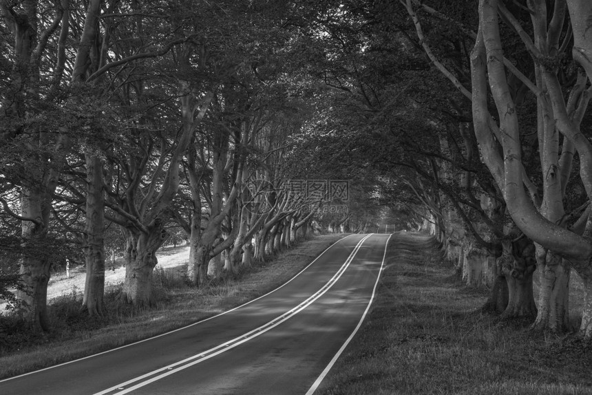道路贯穿秋林的黑白景观形象图片