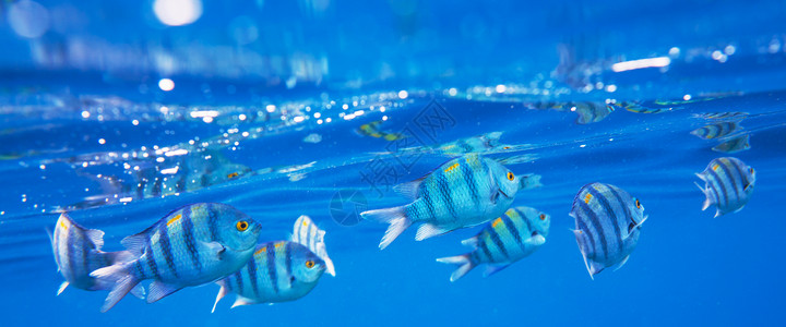 水下水埃及红海的珊瑚鱼背景